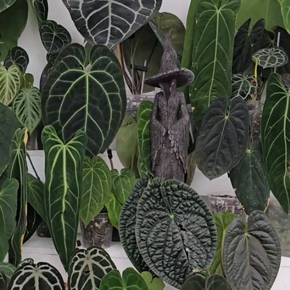 🔥❤️‍🔥🧙‍♀️Hand-Painted Enchanting Witch Statue: The Guardian of Your Home